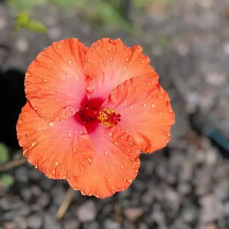 Appartamento Miramar *